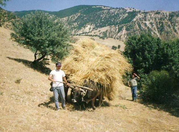 KAĞNI (SAP YÜKLÜ)